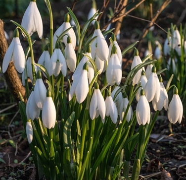Anglesey Abbey & Snowdrops